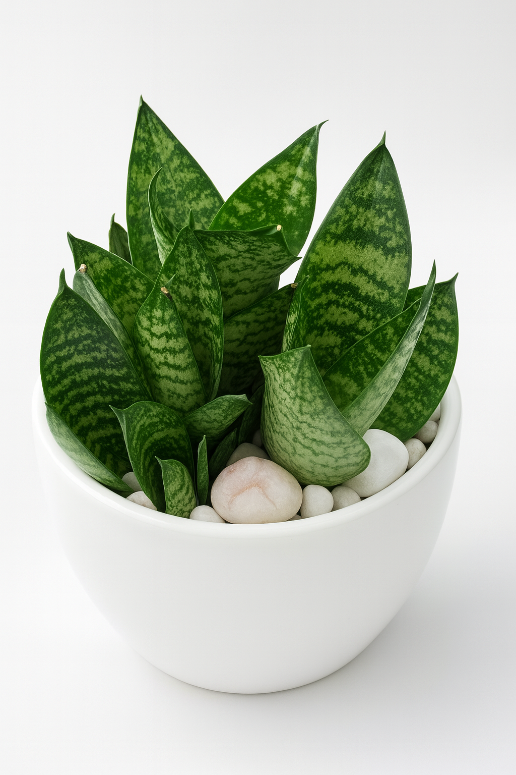 Dwarf Snake Plant (Hahnii Green) — Glossy White Round Pot