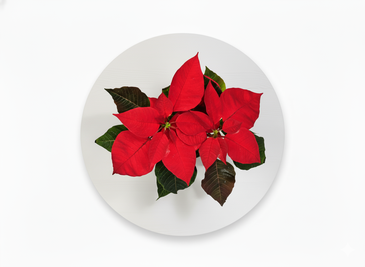 Festive Poinsettia (Red) — Gift-Ready Desk Plant