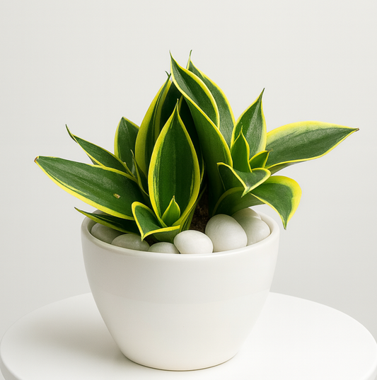 Dwarf Snake Plant ‘Golden Hahnii’ — Glossy White Round Bowl