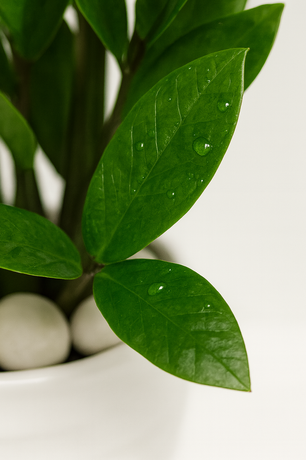 ZZ Plant — Glossy White Ripple Pot