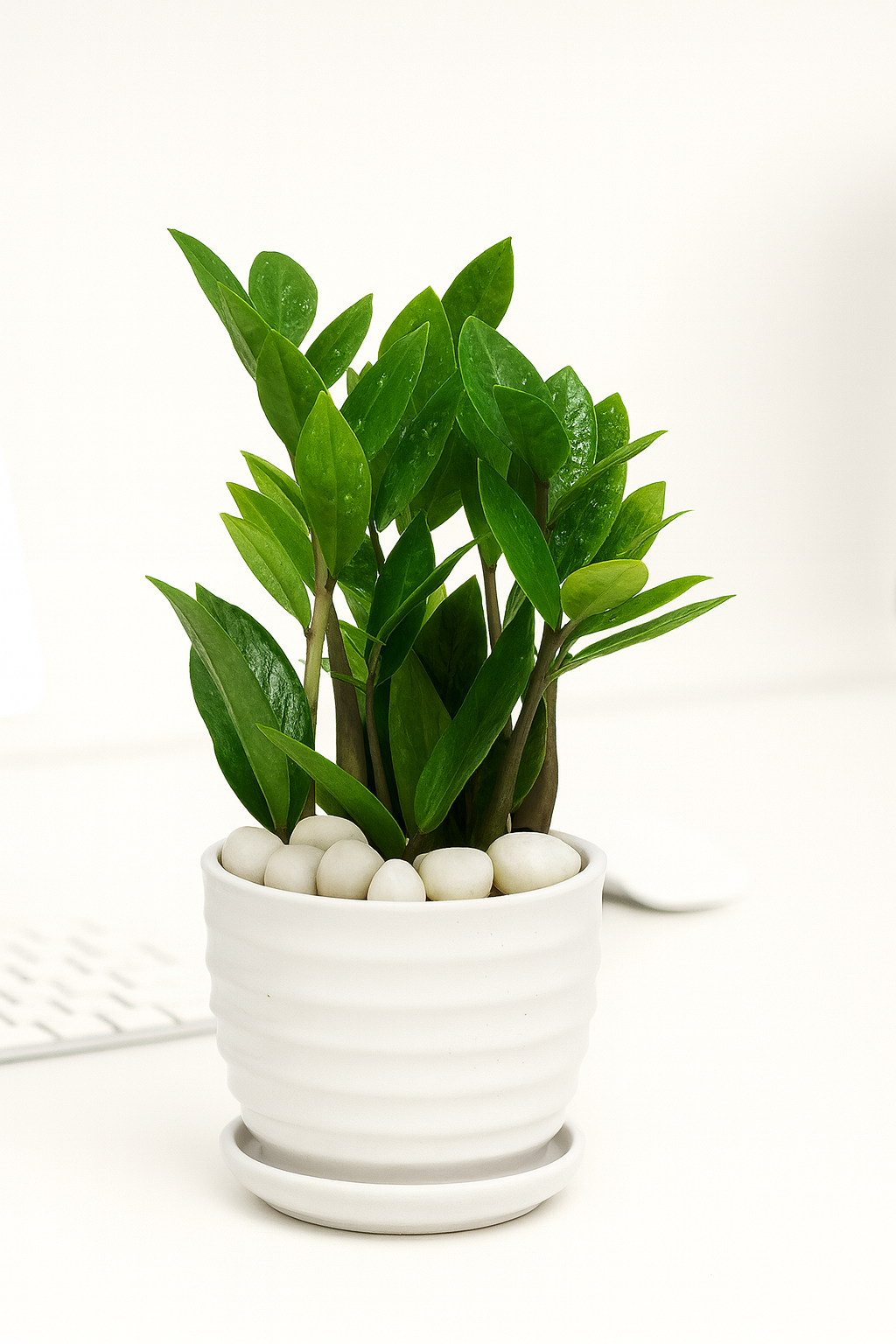 ZZ Plant — Glossy White Ripple Pot