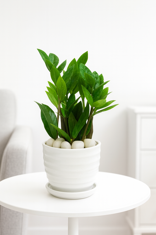 ZZ Plant — Glossy White Ripple Pot