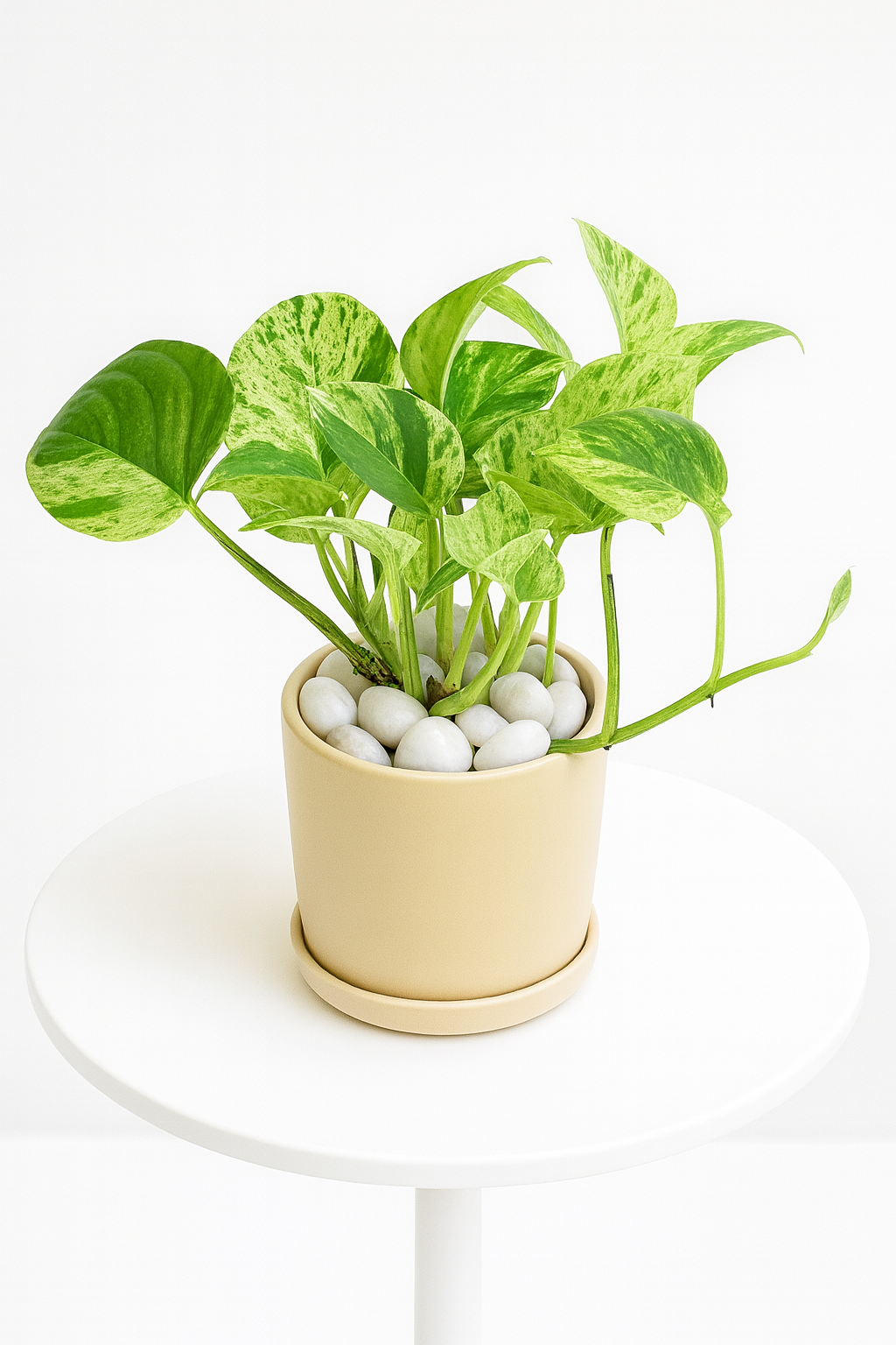 Marble Queen Pothos — Round Pot + Saucer