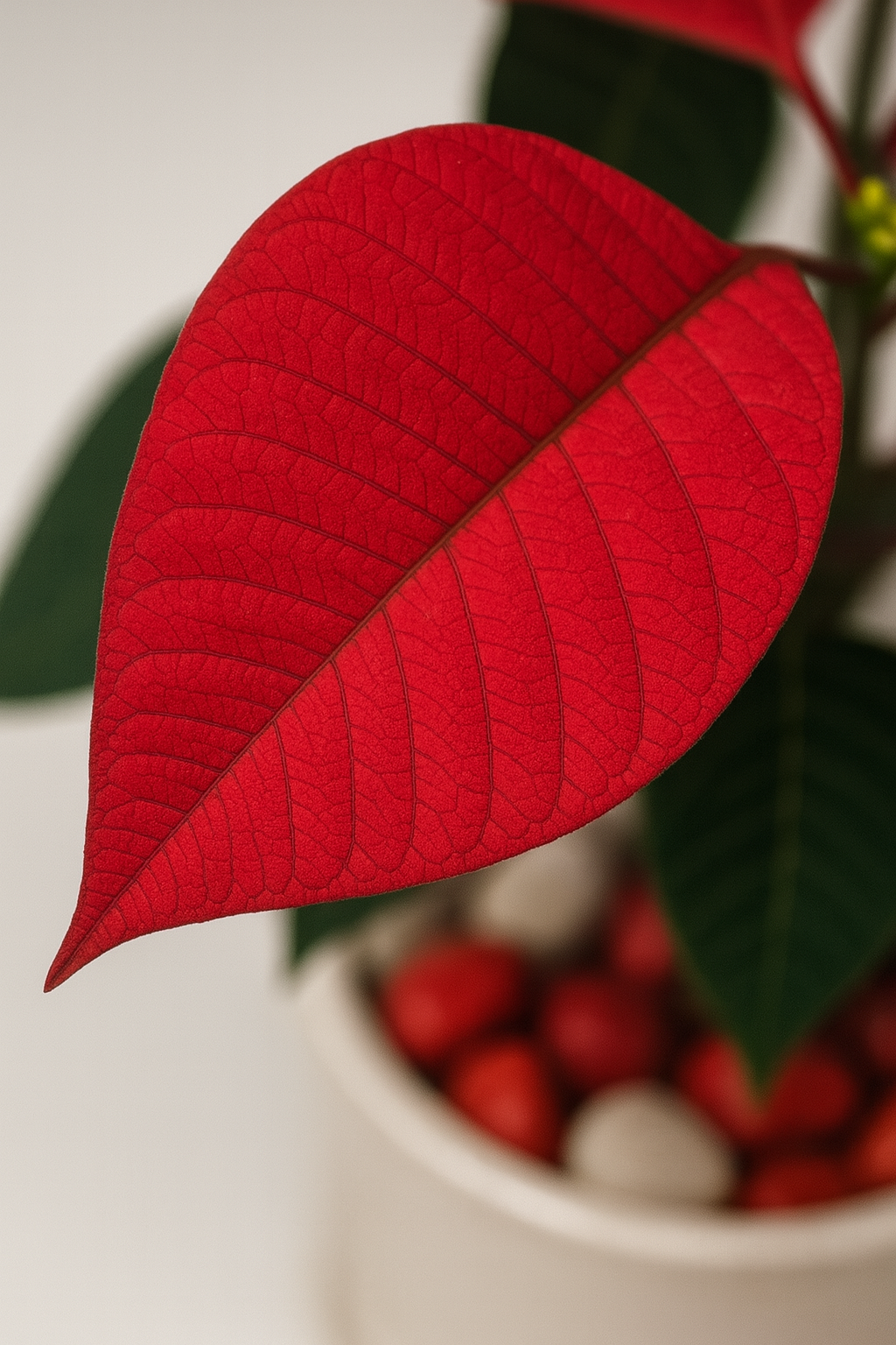 Festive Poinsettia (Red) — Gift-Ready Desk Plant