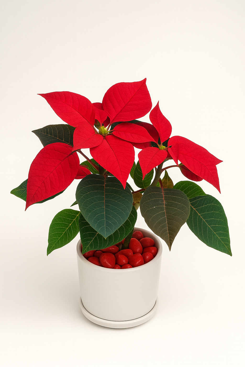 Festive Poinsettia (Red) — Gift-Ready Desk Plant