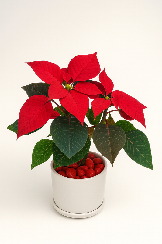 Festive Poinsettia (Red) — Gift-Ready Desk Plant