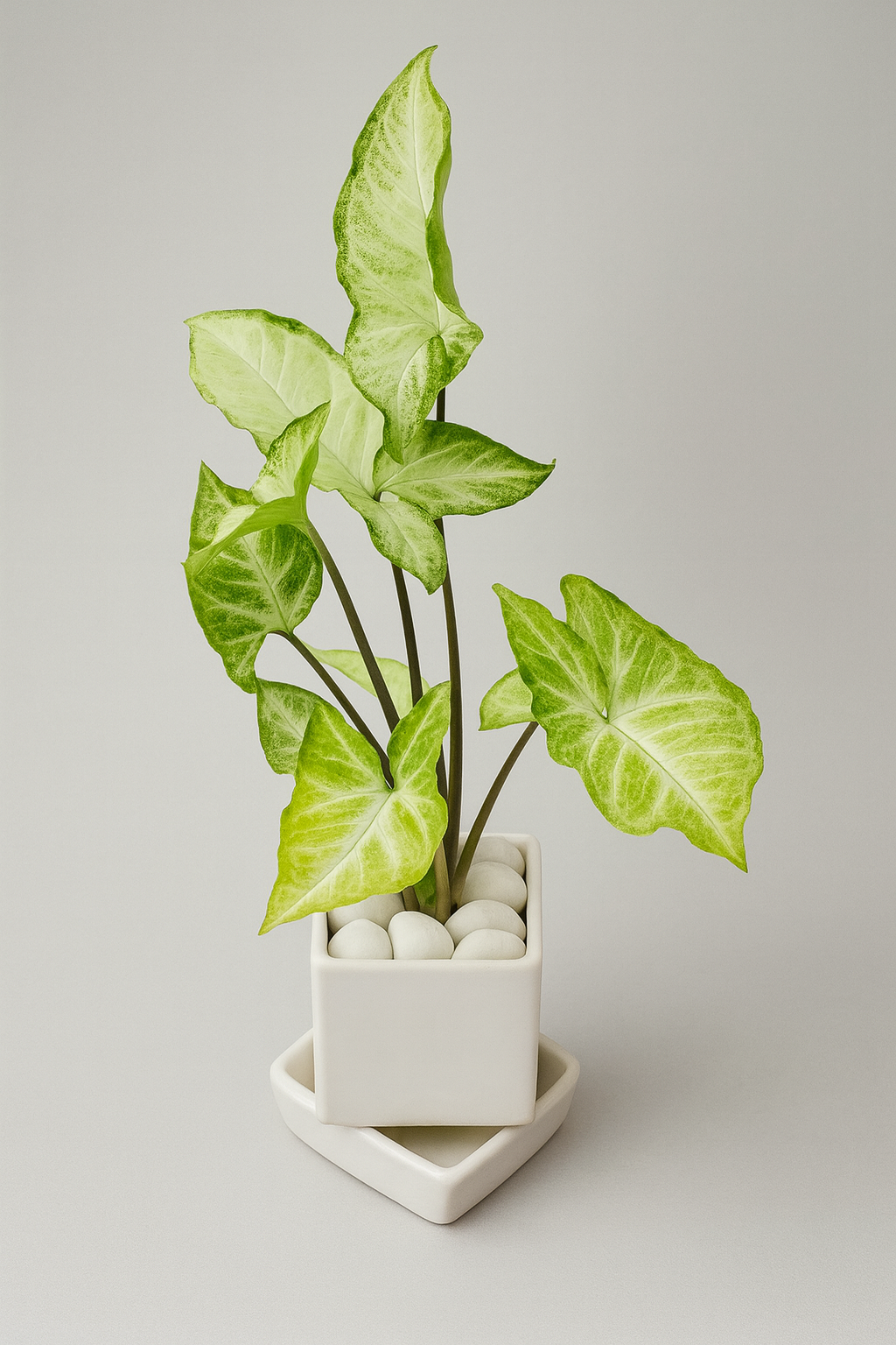 Syngonium ‘White/Butterfly’ — White Square Pot + Square Saucer