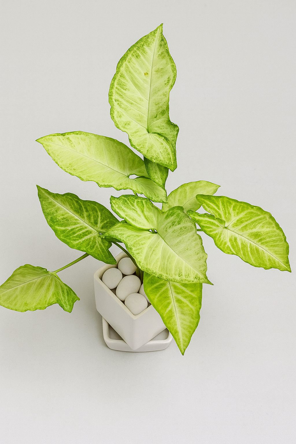 Syngonium ‘White/Butterfly’ — White Square Pot + Square Saucer