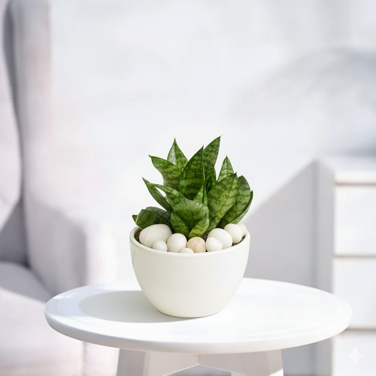 Dwarf Snake Plant (Hahnii Green) — Glossy White Round Pot