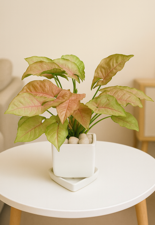 Pink Syngonium — White Square Pot + Square Saucer